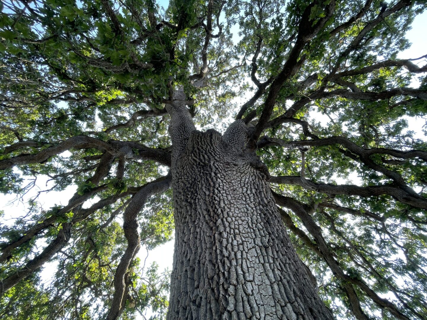 600 year old white oak