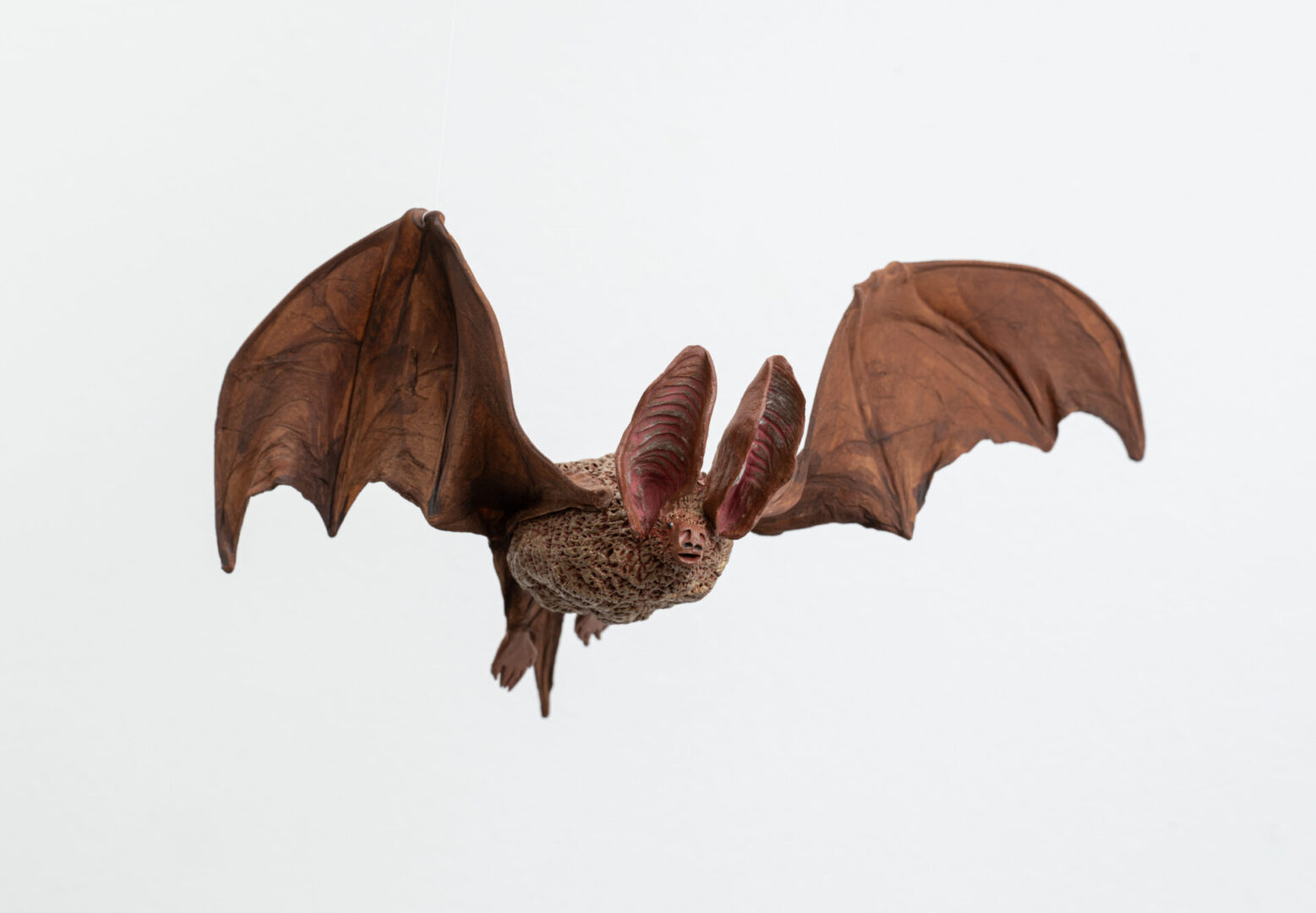 Townsend big earred bat