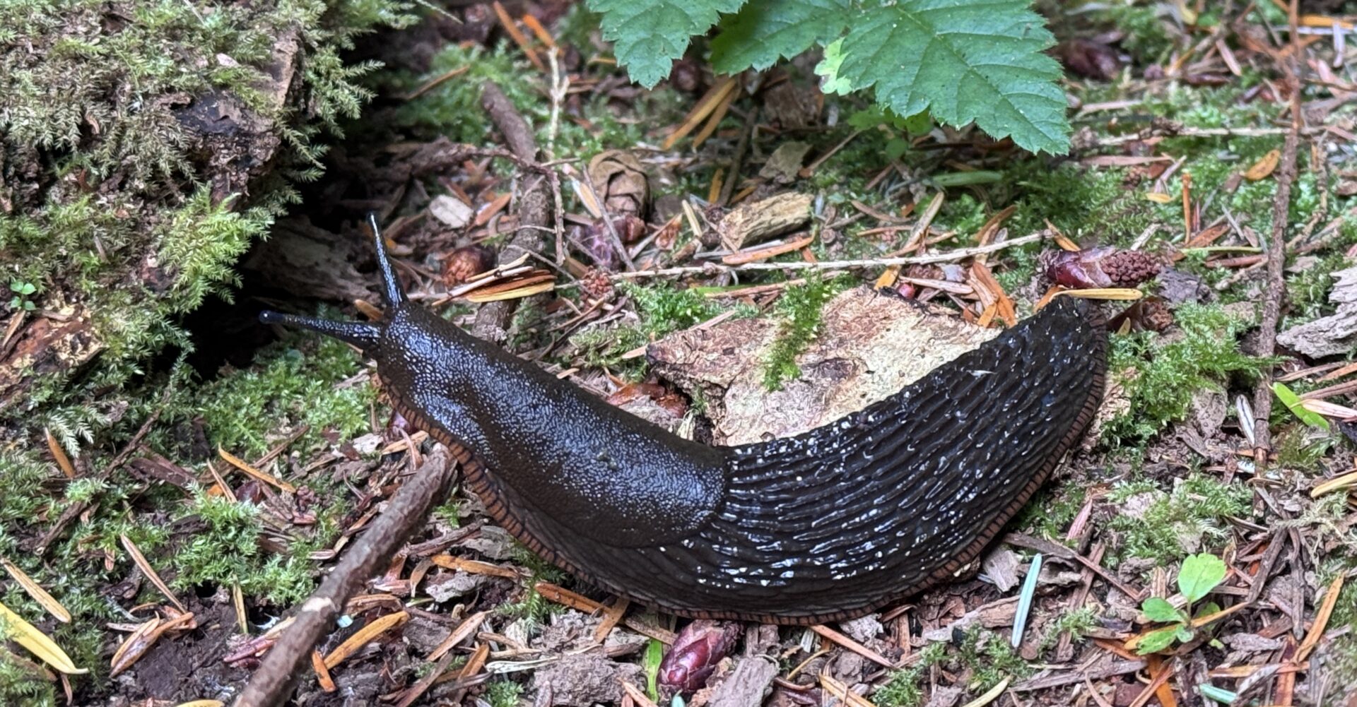 Banana_slug