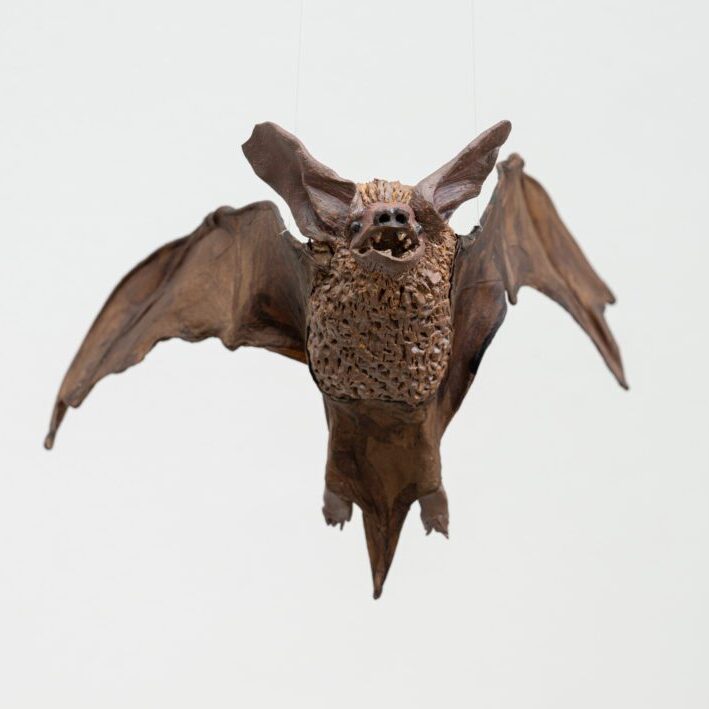 Pallid Bat